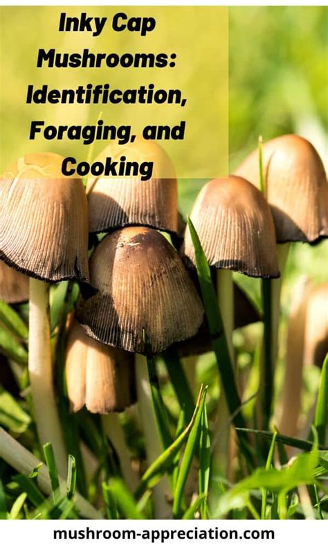 Inky Cap Mushrooms: Identification, Foraging, and Cooking - Mushroom Appreciation