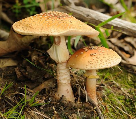 Maryland Biodiversity Project - Blusher (Amanita rubescens)