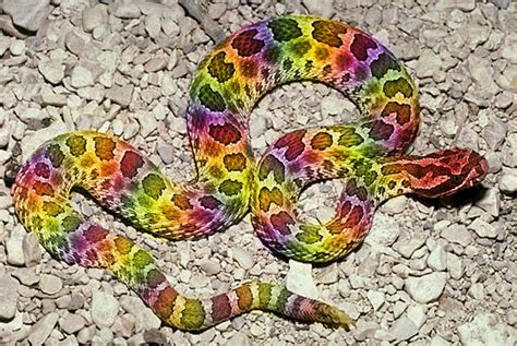 Rainbow Snake by ScreamEmotion on DeviantArt