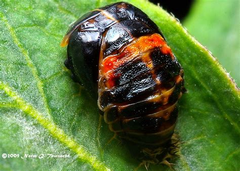 _Lady Beetle Pupa 2979.JPG.xcf | same Lady Beetle Pupa stage… | Flickr