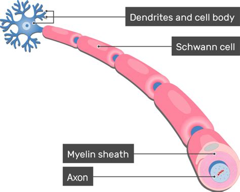 Myelin sheath: diagram and function | GetBodySmart