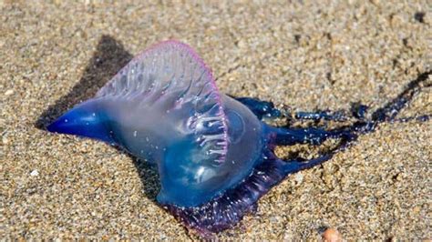 Beautiful and poisonous, blue bottle jellyfish surfaces in Mumbai ...