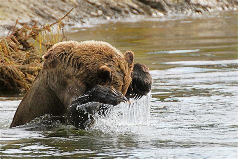 Fishing Grizzly Bear Photograph by Ted Keller