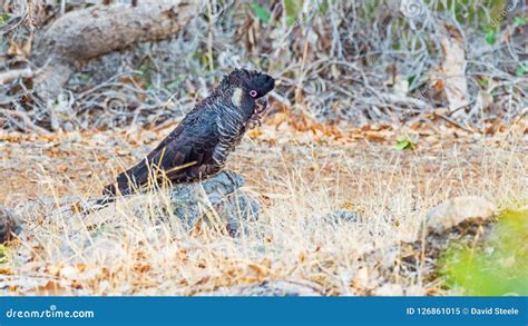 Male Short-Billed Carnaby`s Black Cockatoo Stock Image - Image of forest, large: 126861015