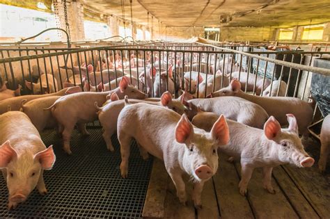 Antibiotic-resistant strains of staph bacteria may be spreading between pigs in factory farms ...