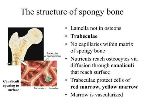 PPT - Chapter 6- Part I Bones and Skeletal Tissues PowerPoint ...