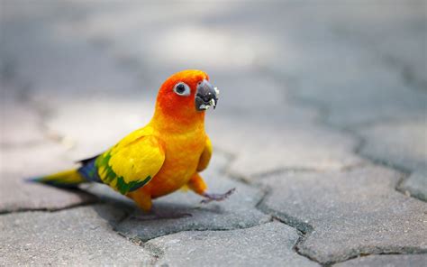 Sun Conure Parrot (1920x1200). | Parrot Wallpapers | Pinterest | Conure