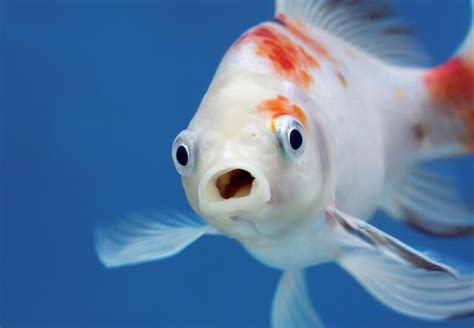 Funny Fish Names: 70 Punny & Clever Names for Fish | My Pet's Name