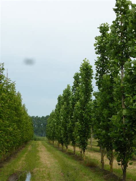 Liriodendron tulipifera 'Fastigiatum' | Liriodendron tulipifera 'Fastigiatum' - Van den Berk ...