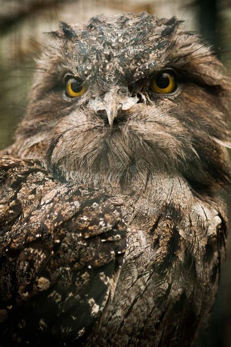 Portrait of an Owl with Brown Feathers Stock Photo - Image of eyes ...