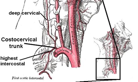 Anatomy, Head and Neck, Costocervical Trunk Arteries - StatPearls ...