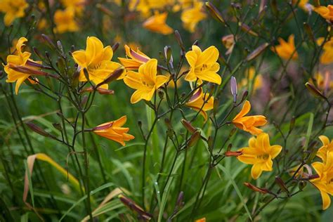 How to grow hemerocallis / RHS Gardening