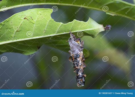 Macro Shot of the Bagworm Moth Larvae. Stock Image - Image of growth, butterfly: 190281637