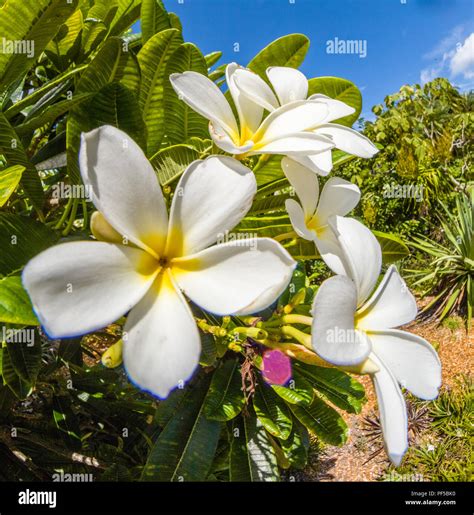 White flowers with yellow centers hi-res stock photography and images ...