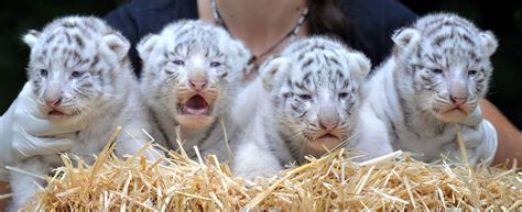 White Tiger Cubs Wallpapers Images Photos Pictures Backgrounds