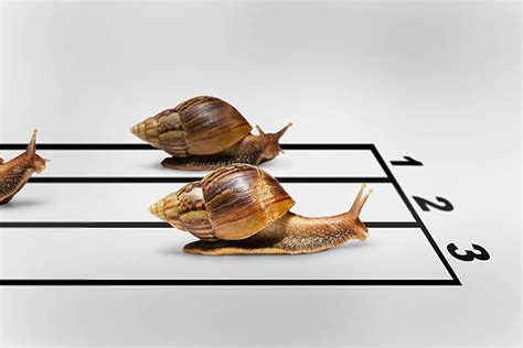 700+ Snail Racing Stock Photos, Pictures & Royalty-Free Images - iStock