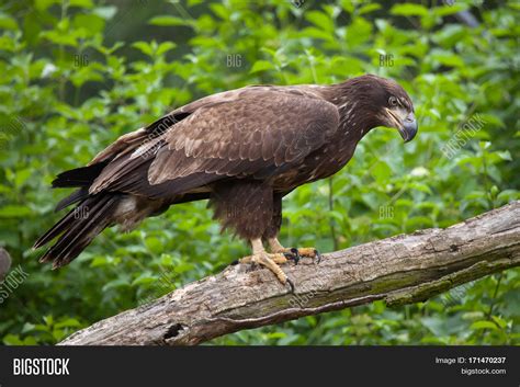 Female Bald Eagle ( Image & Photo (Free Trial) | Bigstock