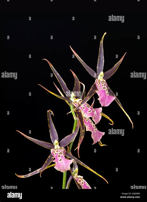 Oncidium hybrid hi-res stock photography and images - Alamy