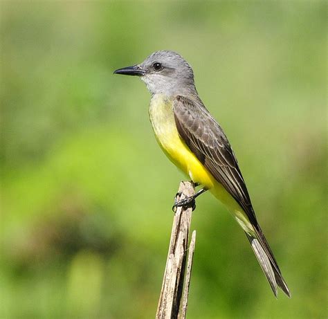 Popular Backyard Birds of Texas (With Pictures) - Birdwatching Tips