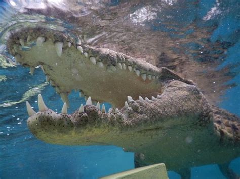 Crocodile Cage Diving (Victoria Falls) - All You Need to Know Before You Go (with Photos ...