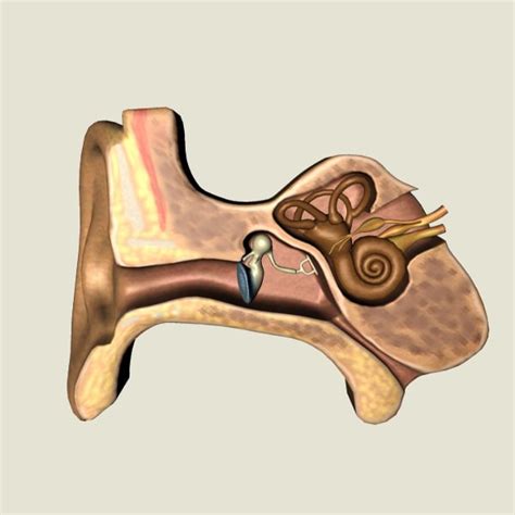 3d ear anatomy model