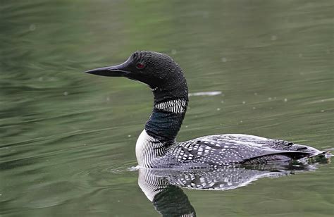 Common Loon - Birds and Blooms