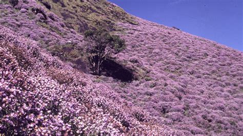 Neelakurinji Flower Season 2018 - A blossom in 12 years - Munnar