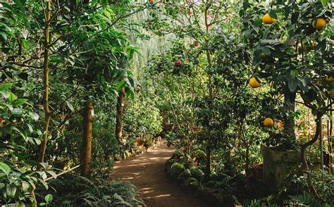 Food Forests - a Beginner’s Guide - Permaculture Plants