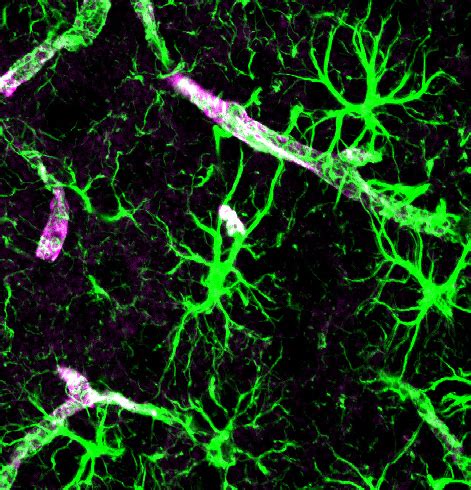 Astrocytes control synapse function