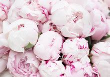 Pink Peonies Free Stock Photo - Public Domain Pictures