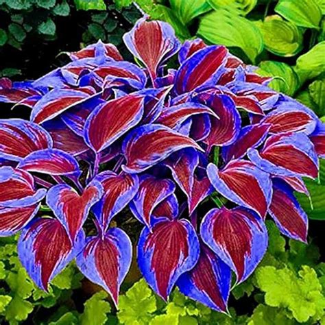 Amazon.co.uk: hosta plants