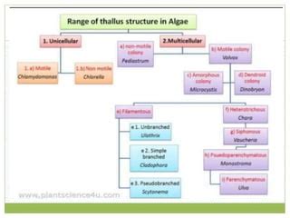 Algae thallus | PPT