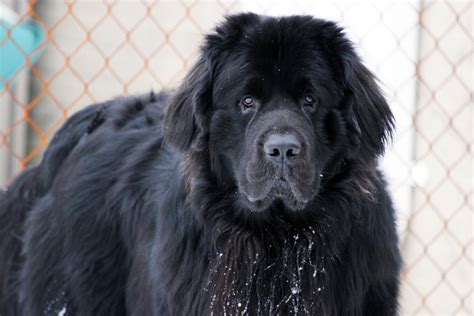 10 Famous Newfoundland Dogs - Love Newfoundlands