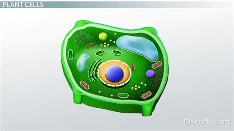 Plant Cell Nucleus | Definition, Function & Structure - Lesson | Study.com