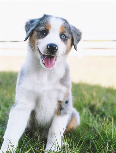 8 Tips For Adopting an Australian Shepherd in 2020 | Australian shepherd training, Australian ...