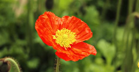 Iceland Poppy (Papaver nudicaule) Care - The Garden Magazine