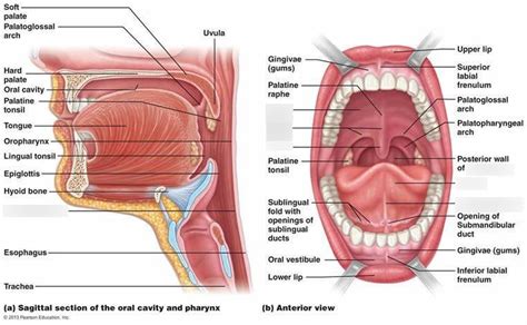 Digestive System: Mouth/Oral Cavity Diagram | Quizlet