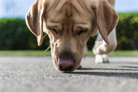 Why Dogs Like to Sniff