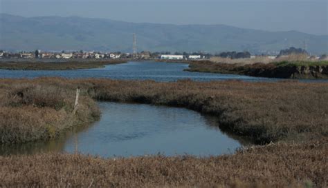 marsh landscape – UCSC Science Notes