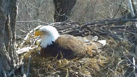 Listen closely -- Fans flocking to Decorah Eagle Cam today