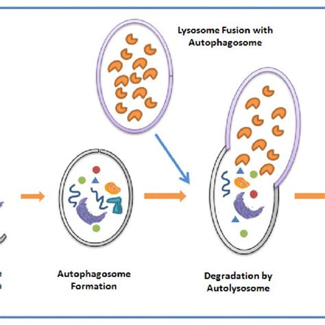 Pictorial representation of the autophagy pathway. The autophagy... | Download Scientific Diagram