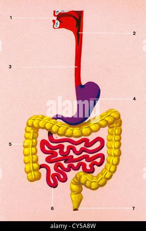 Digestive system. Schematic drawing of the position occupied by the organs in the human body. 1 ...