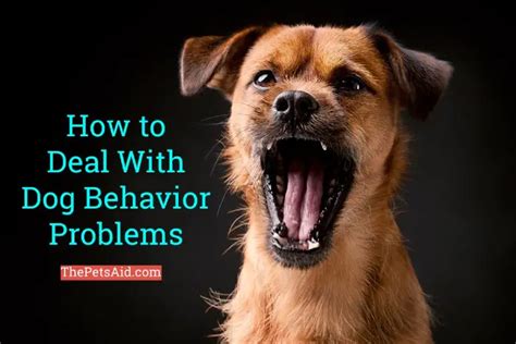 How to Deal With Dog Behavior Problems - (6 Working Tips!)