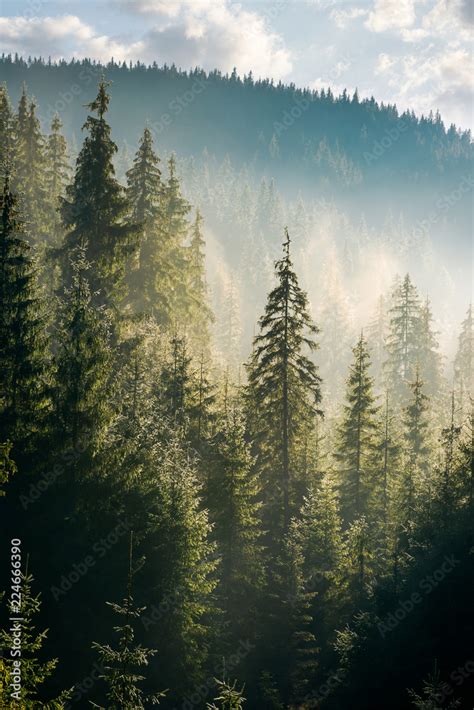 spruce forest on the hill in morning haze. lovely nature scenery in ...