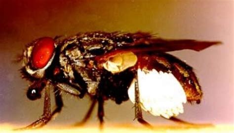 Dermatobia Hominis - ENCYKLOPEDIA PASOŻYTÓW