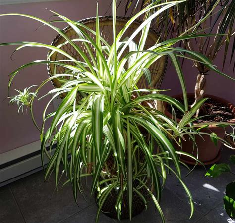 Spider Plant Care Guide: How to Grow Healthy Spider Plants - YHMAG