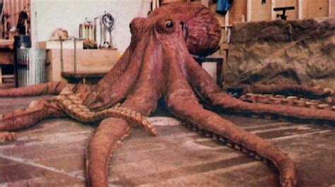 Giant Octopus (The Goonies) | Monster Moviepedia | FANDOM powered by Wikia