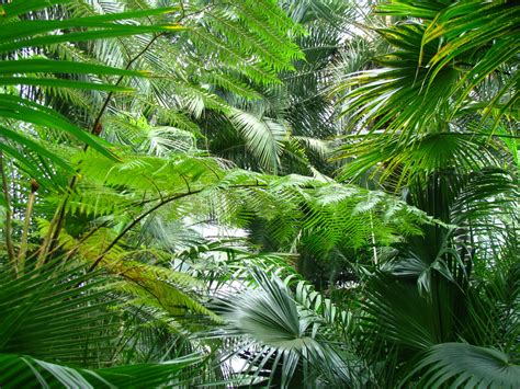Tropical Green Plants Free Stock Photo - Public Domain Pictures