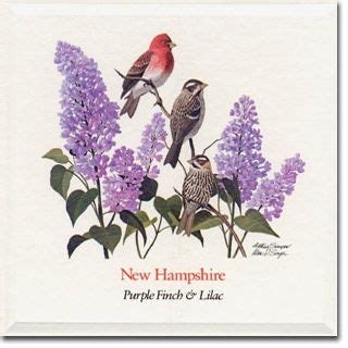 New Hampshire State Flower and Bird | state flowers and birds, nickn…