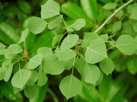 aspen leaves | Native plants, Plants, Woodland flowers